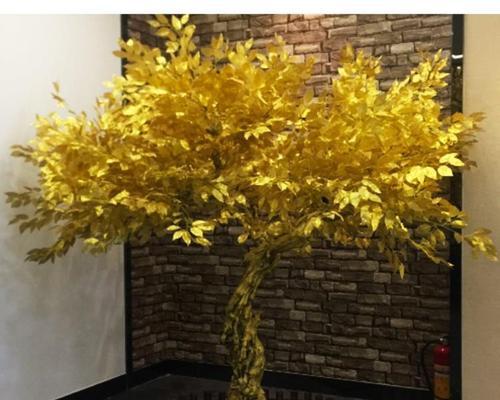 黄金树盆栽怎么养（黄金树盆栽的养殖方法）