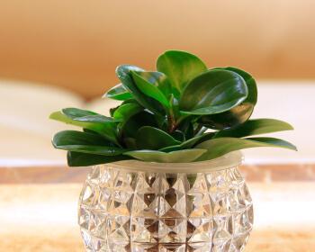 水培绿植有哪些（绿植大全名称及图片）