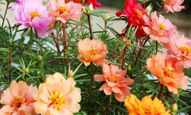 什么花期长又好养（值得养的10种花）