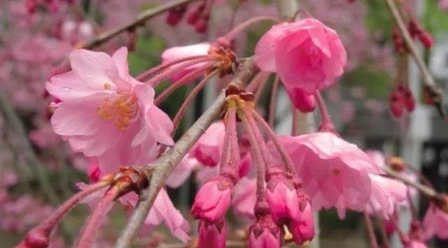 垂枝樱花价格产地（垂枝樱花价格比较便宜的种类）