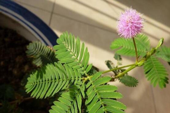 含羞草容易开花吗（养护含羞草的窍门）