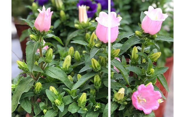 风铃花几月份开花（关于风铃花开花时间）
