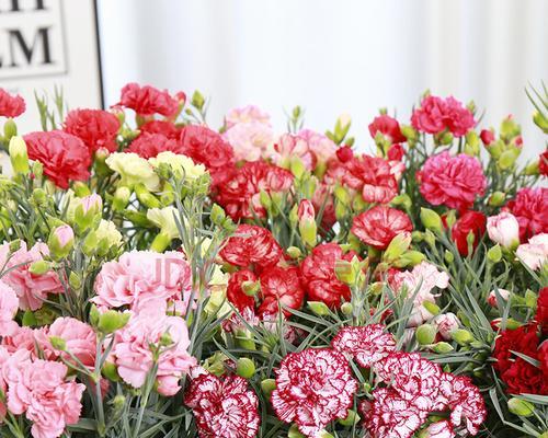 康乃馨花期需要施肥吗（康乃馨的栽培技术）
