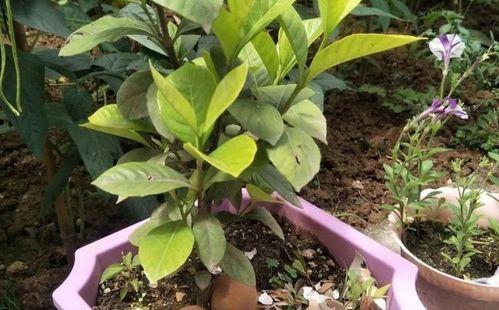 过期牛奶的妙用浇花（为你的花朵提供充足养分）