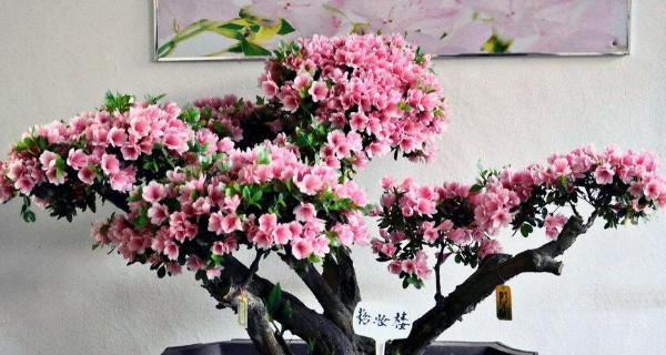 夏鹃盆景怎样过冬天（北方养杜鹃花小窍门）