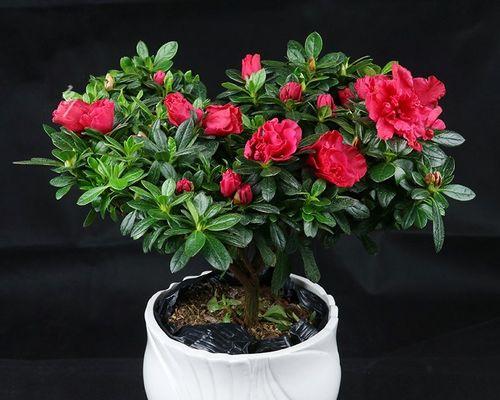 夏鹃盆景怎样过冬天（北方养杜鹃花小窍门）