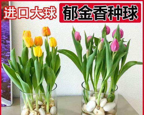 郁金香盆栽怎么养（郁金香的种植方法和时间）