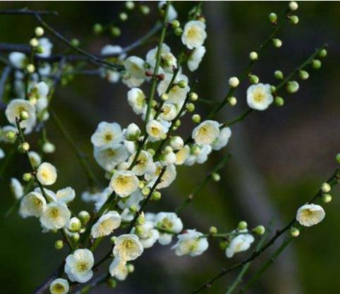 梅花几月开花（观赏梅花花期简介）