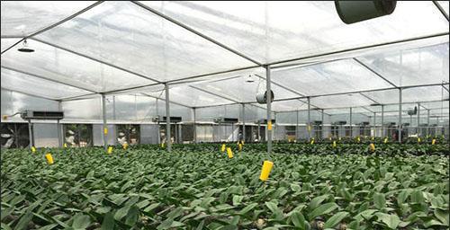 怎样提高香菇种植效益（掌握关键技术）