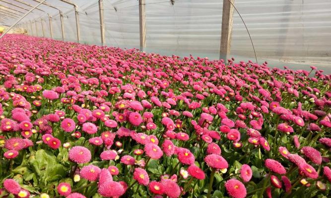 怎样提高香菇种植效益（掌握关键技术）