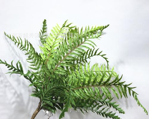 蕨类植物有哪些（常见的6种蕨类植物介绍）