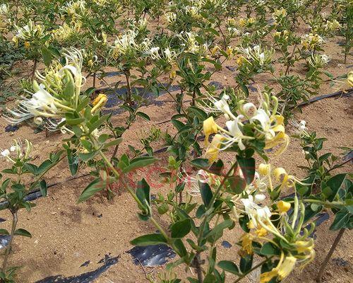 金银花种植方法介绍（教你养金银花的技巧）