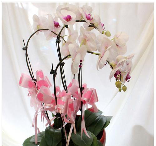 蝴蝶兰花是什么季节开的（有关蝴蝶兰的开花时间）