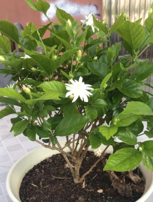 茉莉花用什么土养好（茉莉花的养殖方法和注意事项）