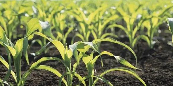 种玉米施肥用什么肥料好（种植玉米的正确方法）