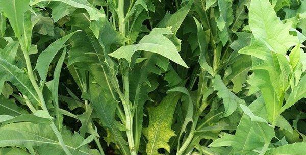苦菊什么时候播种（苦菊种植方法与时间）