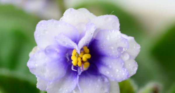 紫罗兰花几点开花（关于紫罗兰的开花时间）
