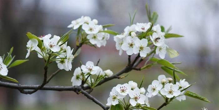 梨花什么颜色什么时候开花（有关梨花的花期时间）