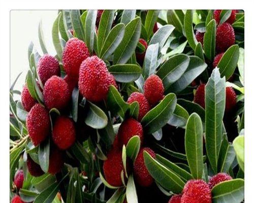 杨梅树苗什么时候种植（杨梅种植方法和时间）