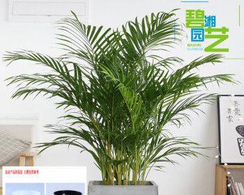 如何养活发财树（打造绿意盎然的财富之树）