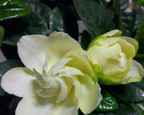 栀子花开花期怎么养（盆栽栀子花养殖方法与技巧）