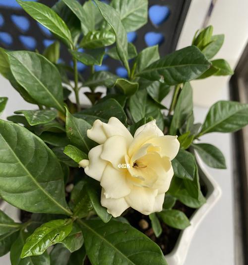 栀子花开花期怎么养（盆栽栀子花养殖方法与技巧）