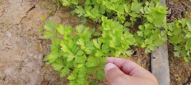 芹菜什么时候种最合适（芹菜种植方法和时间）