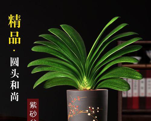 如何养护君子兰（打造健康繁茂的君子兰）