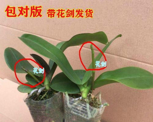 蝴蝶兰盆栽怎么浇水（详解蝴蝶兰正确养护方法）