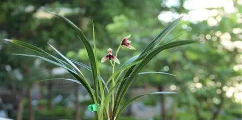 野生兰花的种植方法和技巧（了解兰花的养护步骤）