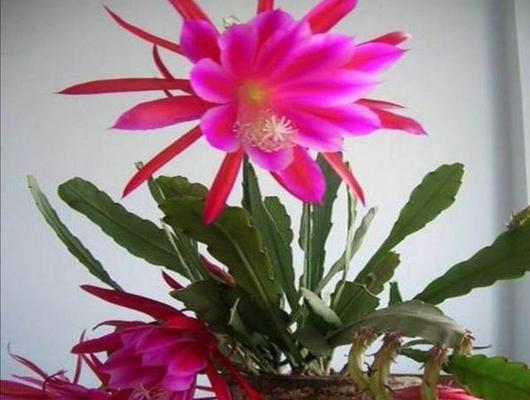 荷花令箭怎么养（有关令箭荷花养殖绝招）