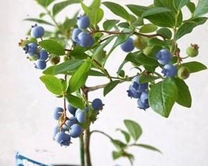 家庭种植蓝莓怎么栽（家庭种植蓝莓的方法和步骤）