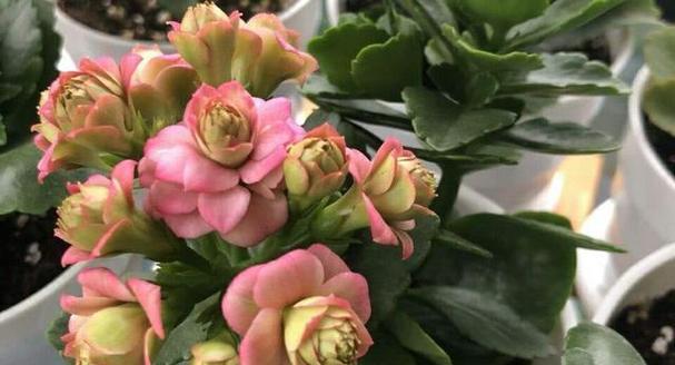 冬天室内花卉养什么花好（适合室内种植的花介绍）