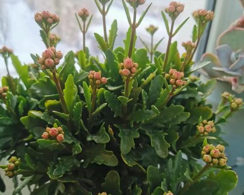 冬天室内花卉养什么花好（适合室内种植的花介绍）
