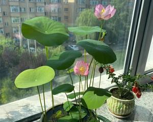 室内养的水生植物有哪些（适合家养的水生植物）