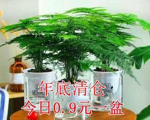 云竹怎么养才粗壮（详解云竹养护小窍门）