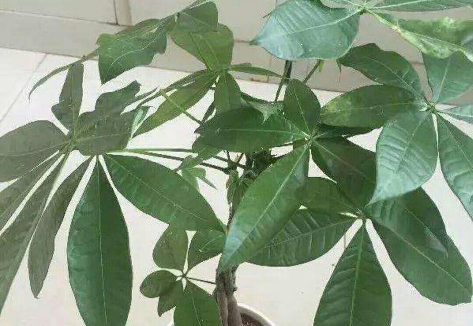 招财树几月份扦插（招财树繁殖方法讲解）