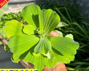 如何正确饲养乌龟（乌龟饲养指南）