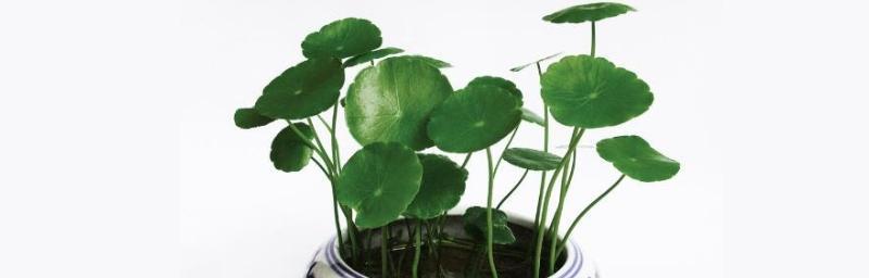 铜钱草可以水里养吗（详解铜钱草水培养殖方法）