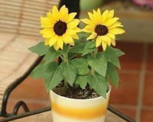 向日葵种子怎么种（向日葵的正确种植方法）