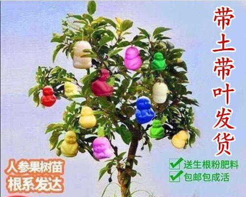 盆栽人参果种植方法（有关人参果的栽培技术）