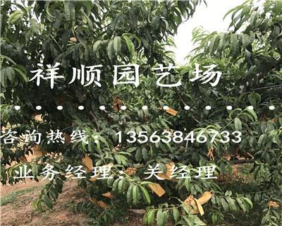 桃树苗怎么培育（桃树的种植方法及管理）