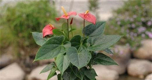 红掌怎么养才茂盛（养红掌的养护知识）