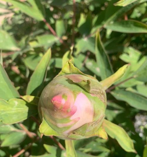 牡丹花种子什么时候播种（了解牡丹花种植方法和时间）