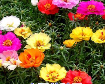 牡丹花种子什么时候播种（了解牡丹花种植方法和时间）