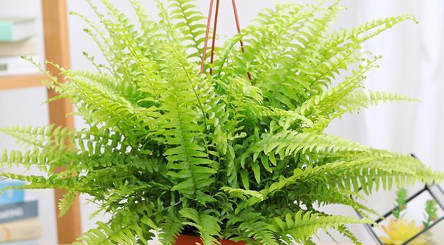 哪种蕨类植物养（蕨类植物品种大全）
