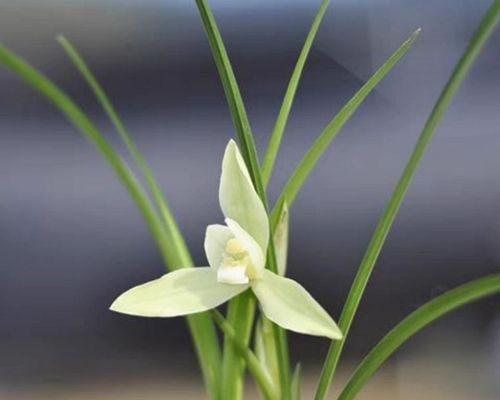 什么植物适合室内养殖（适合室内养的植物排名）