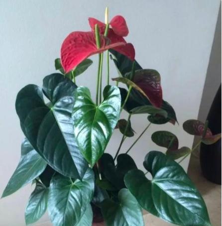 火鹤花什么时候开花（火鹤花的养殖方法和注意事项）