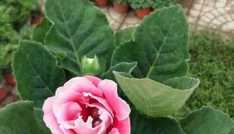 葡萄喜阴还是喜阳（葡萄种植技术与管理）