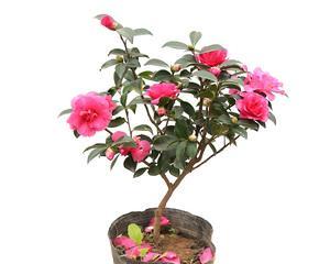 茶花品种盆景有哪些（最美茶花品种排名）
